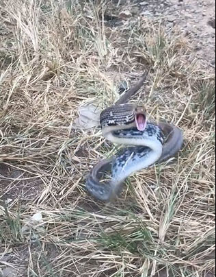 Con rắn hổ ngựa trườn nhanh, há miệng dữ tợn đuổi theo một người đàn ông. 