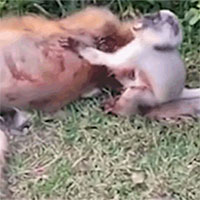 Khỉ con than khóc, ôm chặt lấy xác khỉ mẹ bị xe tông chết