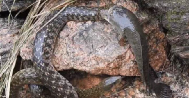 Con cá ngoạm cả đầu rắn khi bị lôi lên cạn ăn thịt, kẻ thứ 3 xuất hiện và kết cục khó tin