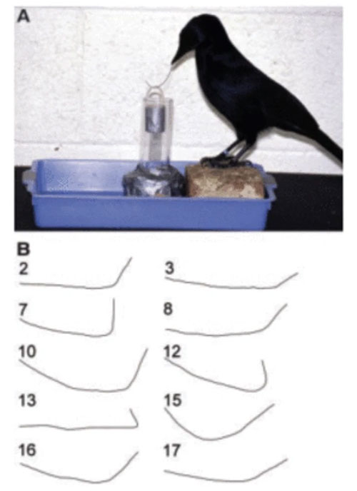 Một số loài chim có thể sử dụng đôi chân và chiếc mỏ để tạo hình cái móc từ sợi dây