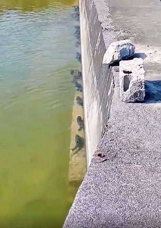 Đàn cá bơi thẳng hàng.