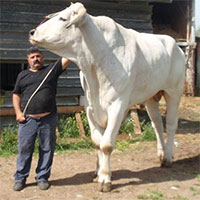 "Quái vật" gia súc lâu đời nhất trên Trái đất, cao 2 mét, nặng 1700kg