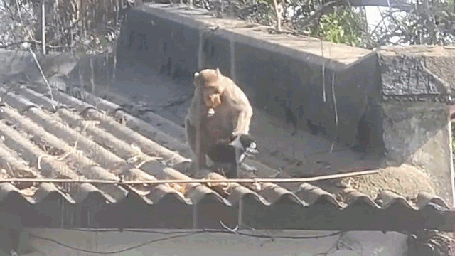 Khỉ bắt cóc chó con