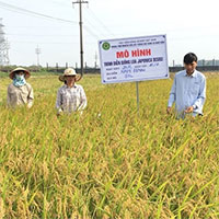 Việt Nam tạo giống lúa japonica cám siêu dầu