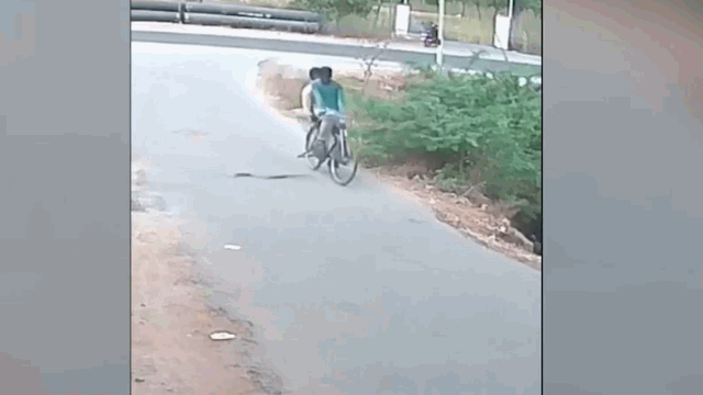 Một con rắn phi ra từ bụi cây rồi lao thẳng vào xe.