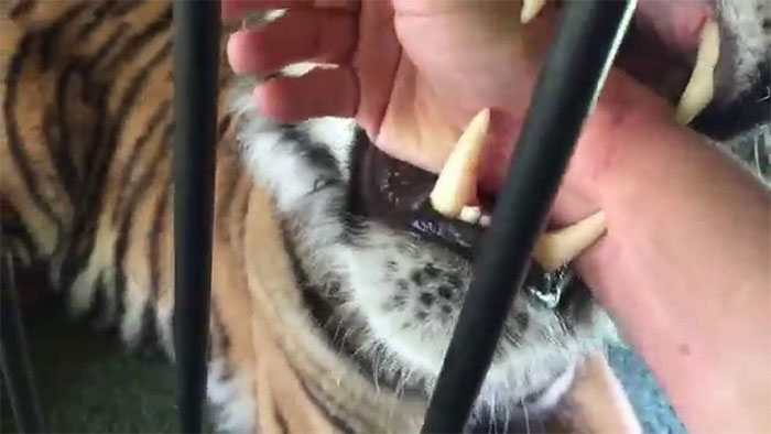 This is an extremely risky action because a tiger has a very strong bite force.