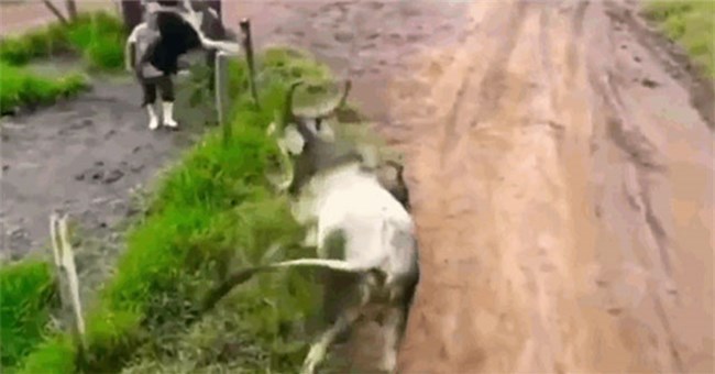 Cố tình đi gây sự, chó Pitbull bị bò húc văng lên không trung