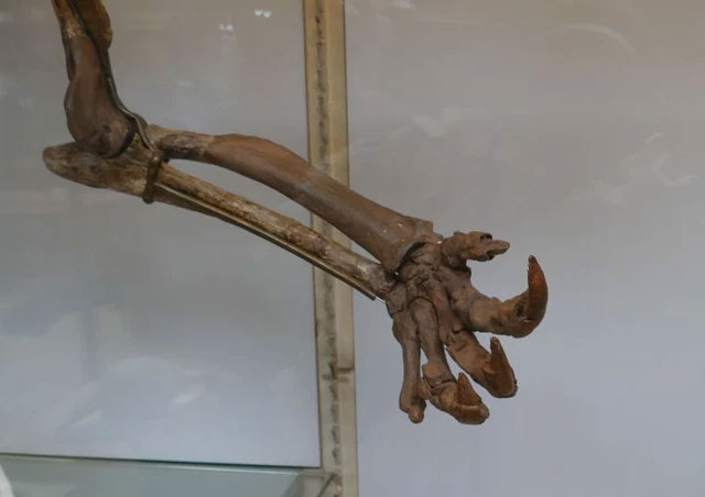 Khi mặt đất đã quá nhàm chán, loài 