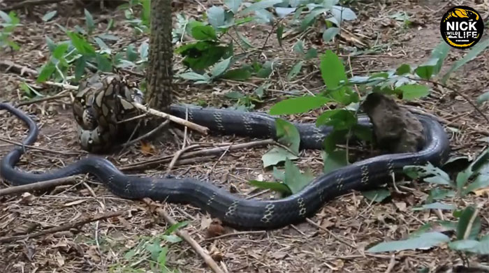 Reticulated python battles king cobra.