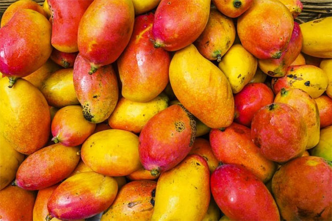 Ăn nhiều xoài bị hỏng, vẹt say xỉn đi lại loạng choạng