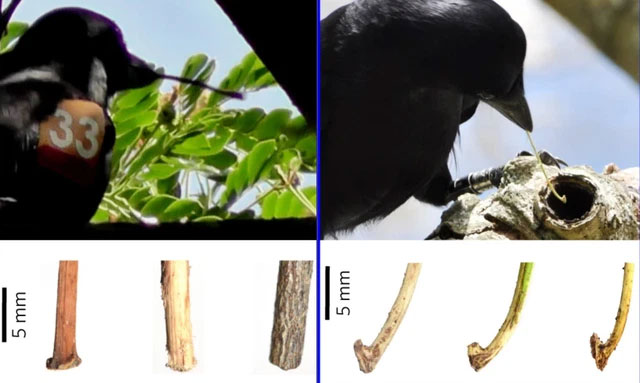 Giống như con người biết giữ đồ xịn, loài quạ cũng hiểu được giá trị của công cụ