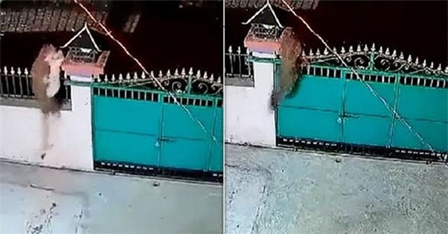 Báo hoa mai trèo qua cổng, tóm gọn chó nhà rồi bỏ trốn
