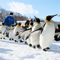 Màn trình diễn chim cánh cụt đi bộ nổi tiếng ở Nhật Bản