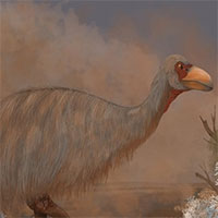 Phát hiện hóa thạch "chim sấm" cổ đại nặng hơn 2 tạ
