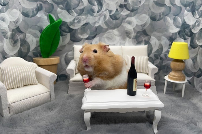 Chuột Hamster thường được nuôi làm thú cưng.