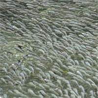 Hàng nghìn con cá tạo sóng ngăn chim săn mồi