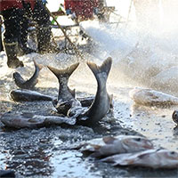 Thả lưới trên hồ nước đóng băng, ngư dân thu hoạch "khủng": Hơn 40 tấn cá/ngày