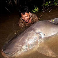Siêu đập thủy điện đe dọa cá tra dầu sông Mekong
