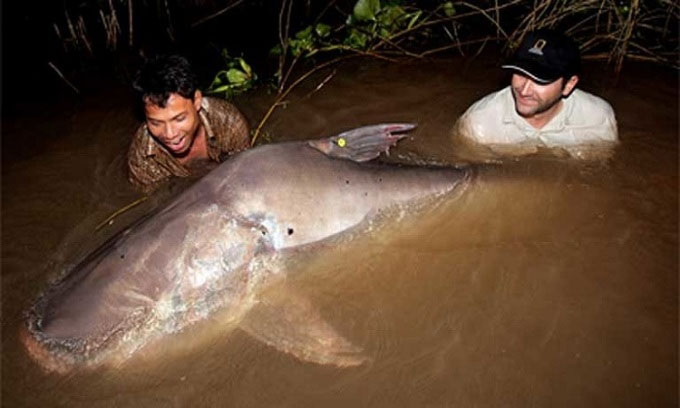 Siêu đập thủy điện đe dọa cá tra dầu sông Mekong