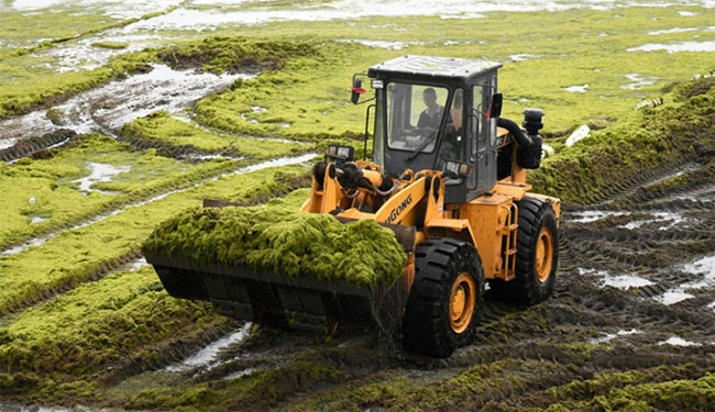 Tảo có thể tồn tại trong môi trường giống sao Hỏa
