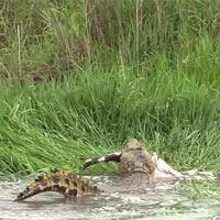 Cá sấu sông Nin trình diễn "độc chiêu" vặn hàm, xé toang con mồi