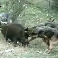 Clip: Lợn rừng một mình tử chiến 4 chó sói và cái kết khó tin