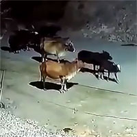 Đàn bò đang thong dong về chuồng thì bị hổ tấn công bất ngờ và kết cục khó tin!