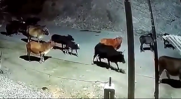 The herd of cows was attacked by a tiger while on their way home.