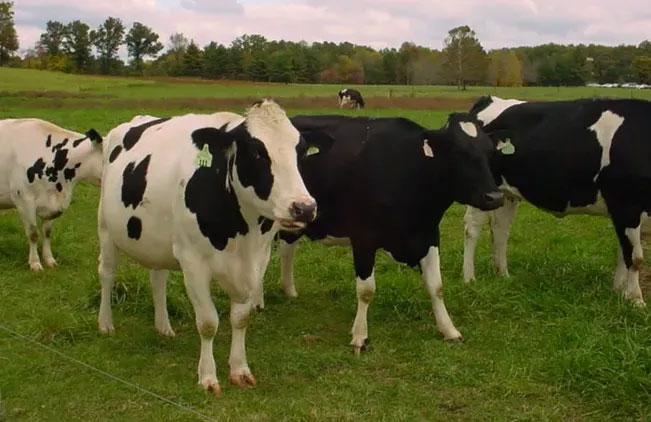 Thịt bò sống chứa virus bệnh bạch cầu làm tăng nguy cơ ung thư.