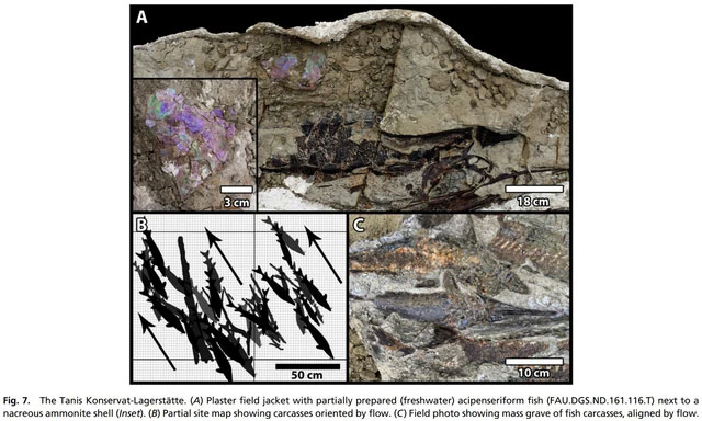Trớ trêu thay, thiên thạch Chicxulub tuyệt diệt loài khủng long rơi xuống Trái đất vào mùa xuân
