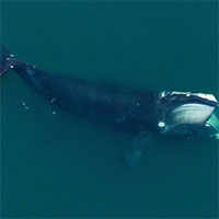 Nghiên cứu mới cho thấy đại dương cần thêm phân cá voi, càng nhiều càng tốt