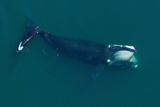 Cá voi đen Đại Tây Dương là một trong những loài cá voi đứng trước bờ tuyệt chủng.