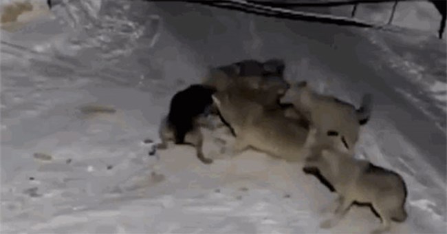 Chó Becgie bị xích tử chiến với 6 con chó sói trong đêm và cái kết bất ngờ