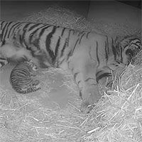 Con hổ quý hiếm nhất thế giới chào đời ở sở thú London