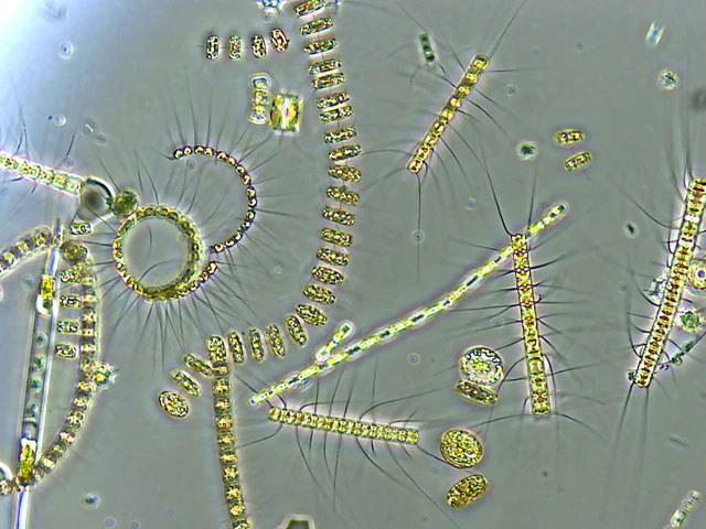 Thực vật phù du (tên tiếng Anh: Phytoplankton).