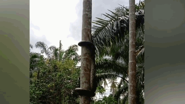 Trăn leo cây dừa