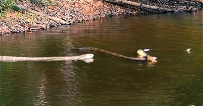 Hổ mang chúa vuột mất rắn chuột, con mồi lao xuống nước và đòn kết liễu hiếm thấy