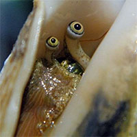 Đôi mắt của ốc xà cừ có 1 khả năng kỳ diệu, đến cả "đứt đuôi thoát xác" như thằn lằn cũng phải chào thua!