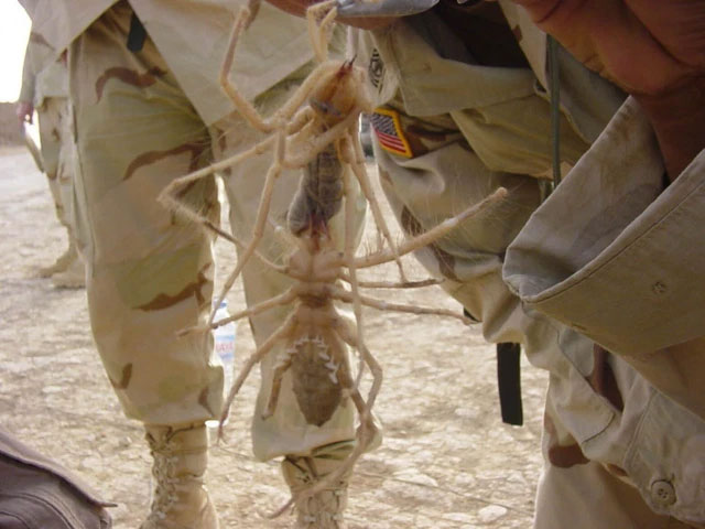Nhện lạc đà được biết đến nhiều trong Chiến tranh vùng Vịnh 1990 - 1991