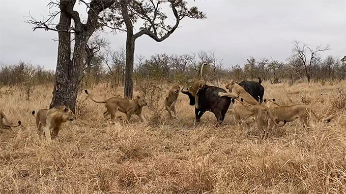 Lions attacking a buffalo.