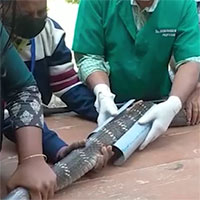 Video: Cận cảnh hổ mang chúa 3,6m được bó bột trị thương