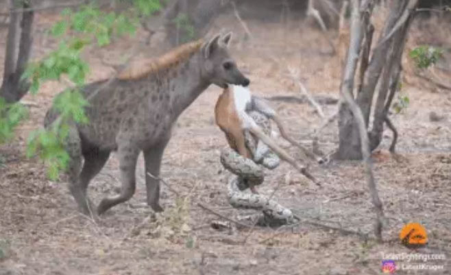 Khi nhận thấy con trăn quấn quá chặt thì nó tha luôn cả trăn đá lẫn linh dương đi. 