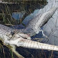 Con trăn tham ăn vỡ bụng khi nuốt chửng cá sấu
