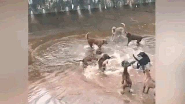 A pack of dogs surrounding an otter and barking loudly.