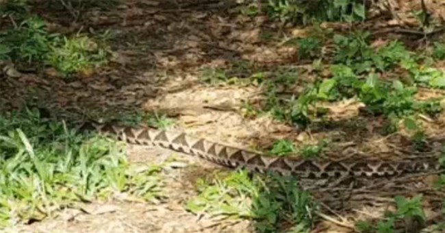 Người đi rừng phải dừng bước khi sinh vật này trườn qua đường: Tử thần trong 5 bước chân!