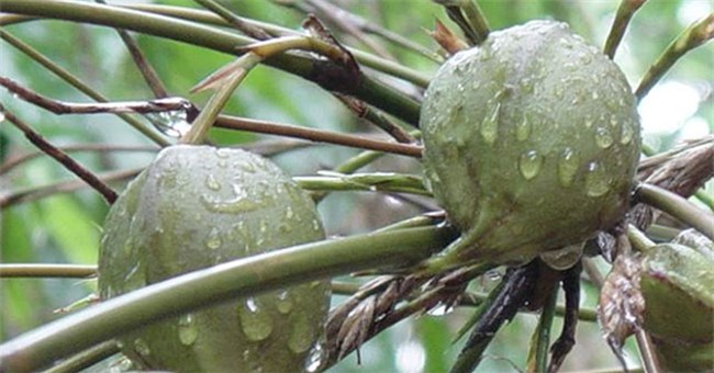 Giải mã bí ẩn loại cây hễ kết trái là xảy ra thảm họa ở Trung Quốc, Ấn Độ: Mọc đầy tại Việt Nam