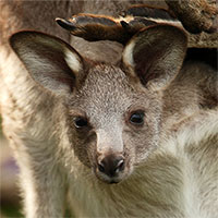 Khám phá điều đặc biệt bên trong túi của kangaroo mẹ