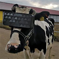 Người nông dân cho bò đeo kính VR với hy vọng có thể tăng sản lượng sữa