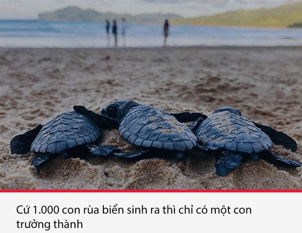 Top 15 sự thật thú vị nhưng vô cùng ám ảnh, thể hiện một góc khác của thực tại chúng ta sống
