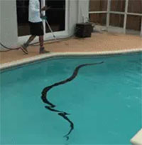 Phát hiện sinh vật "khủng" dài hơn 4 mét trong ống nước: Điều bất ngờ khi thả xuống bể bơi